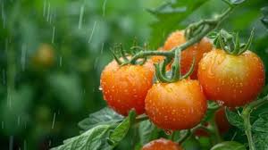 Tomatoes (demo)